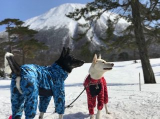 大型犬用 ウインタースーツ - cocchino コッキーノ